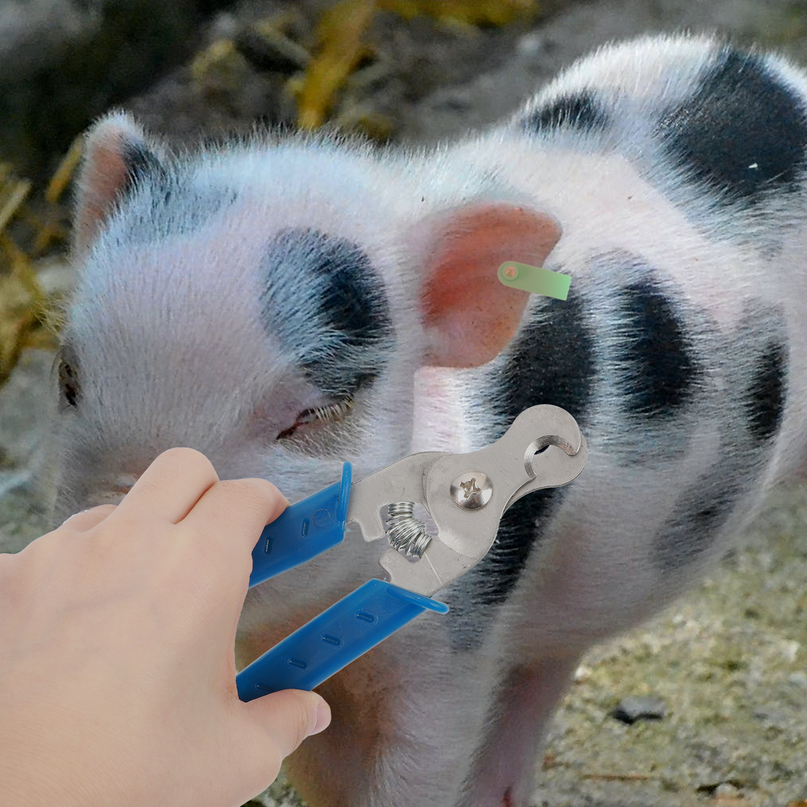 1 buah Alat Pembuka Tag Teling - Livestock Ear Tag ulasan dan harga