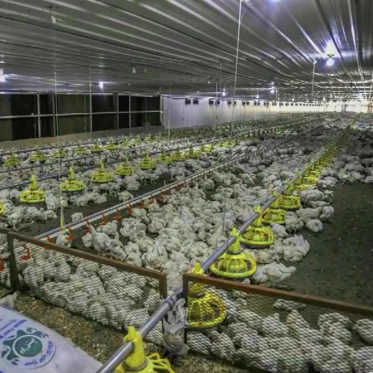 Peralatan pertanian ayam dan u - Agriculture Farming Equipments ulasan dan harga