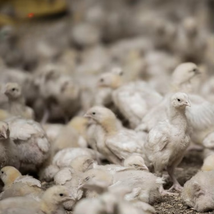 Peralatan pertanian ayam dan u - Agriculture Farming Equipments ulasan dan harga
