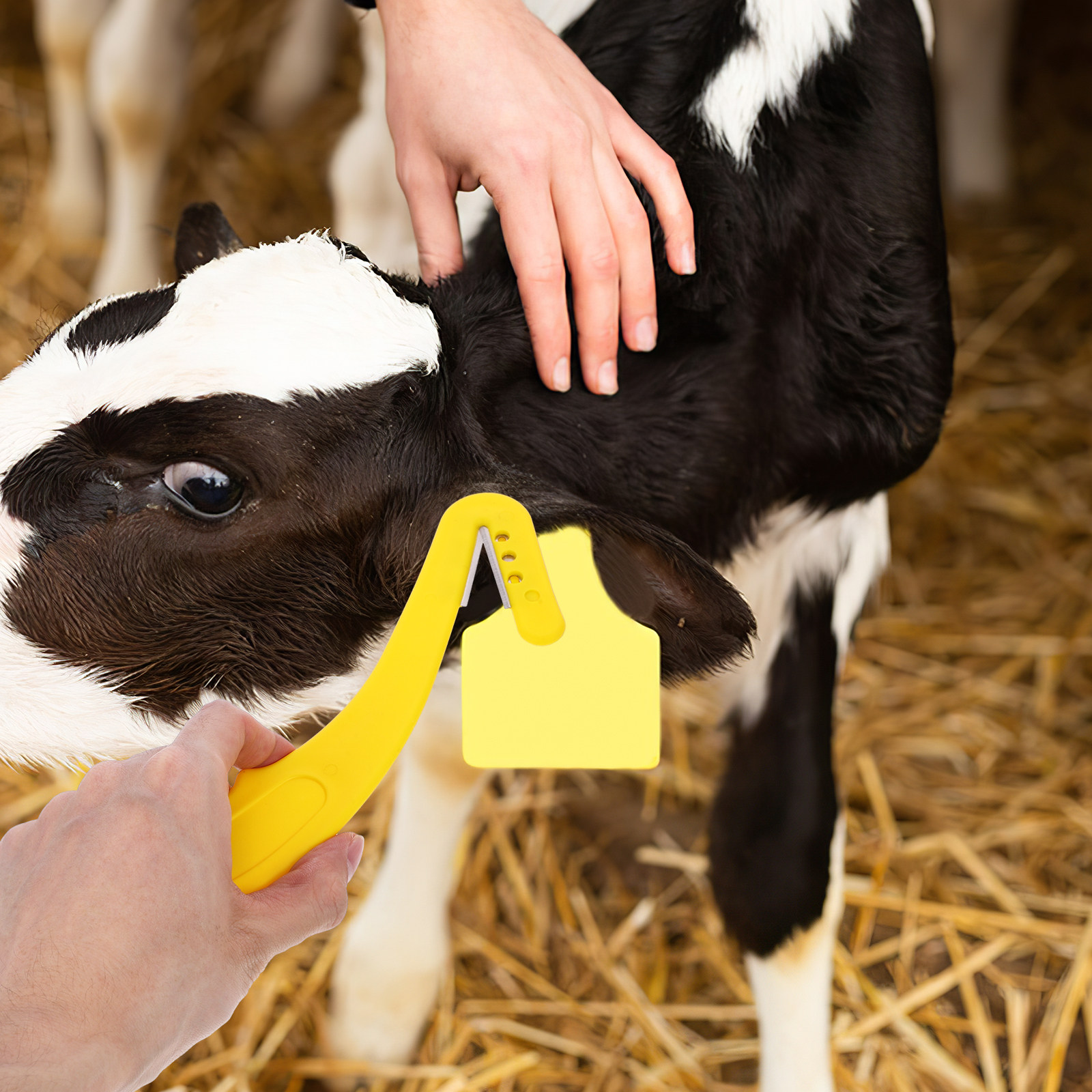 Alat Pembuka Tag Telinga Terna - Livestock Ear Tag ulasan dan harga