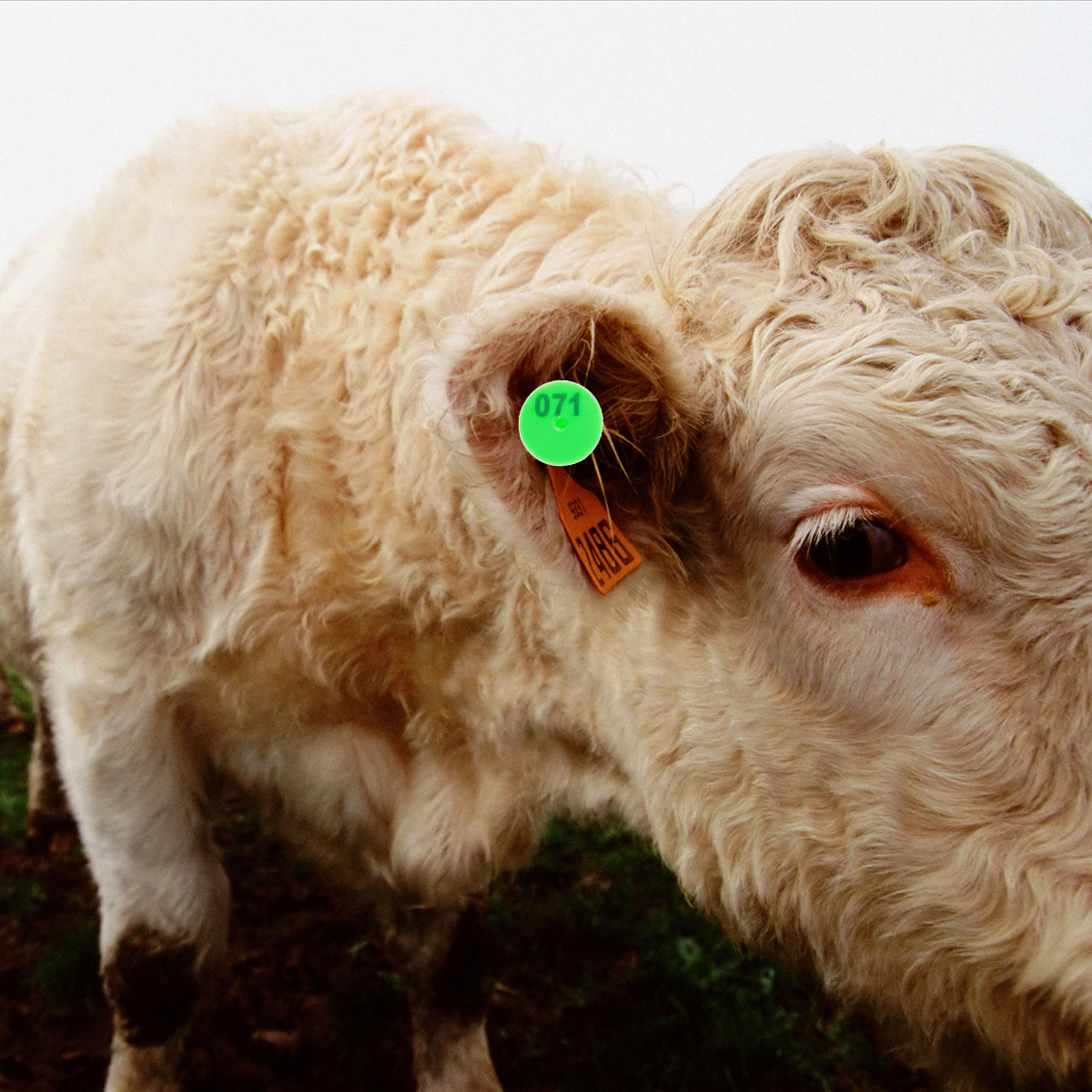 100Pcs Label Telinga Ternak Pl - Livestock Ear Tag ulasan dan harga