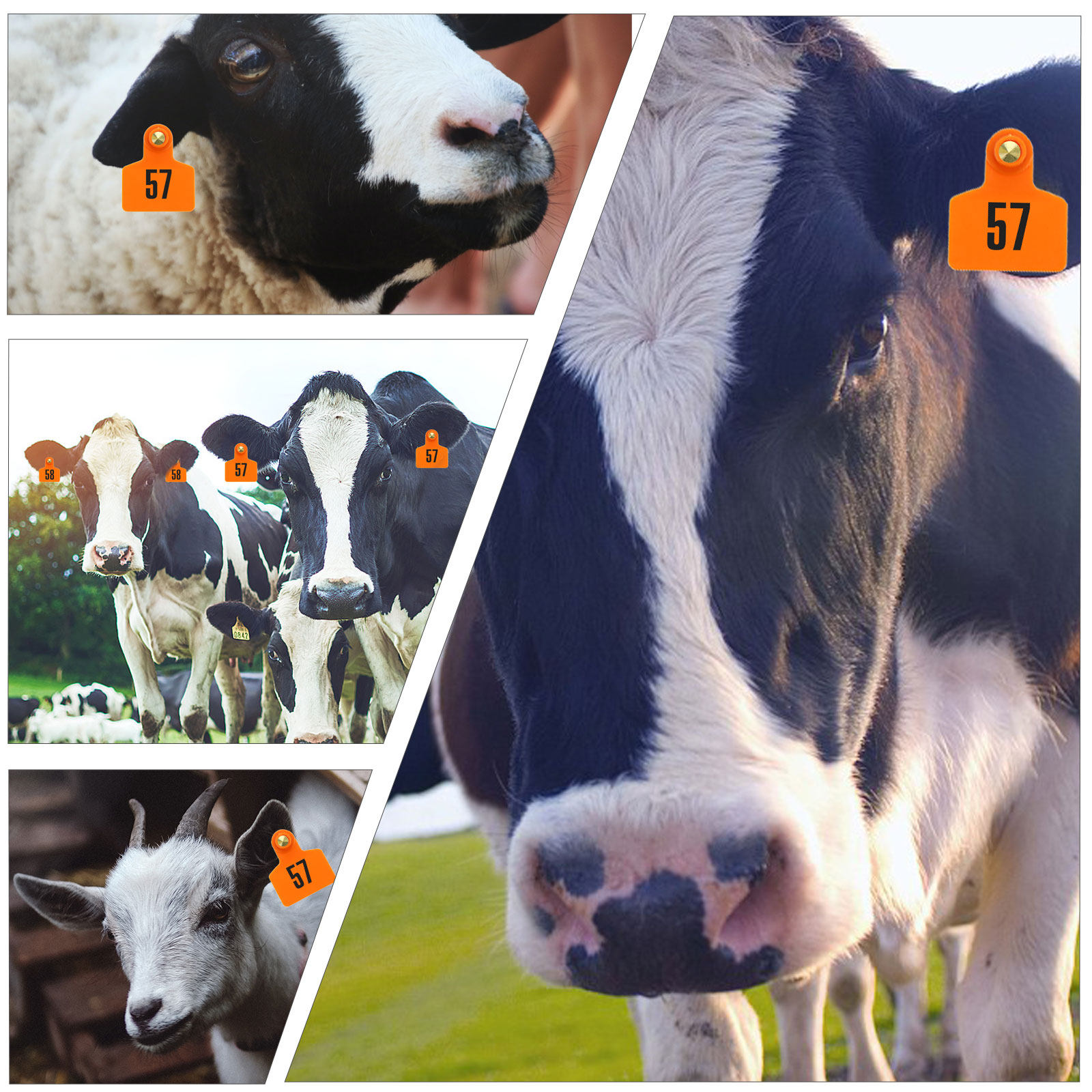 100 buah Tag Telinga Hewan Ram - Livestock Ear Tag ulasan dan harga